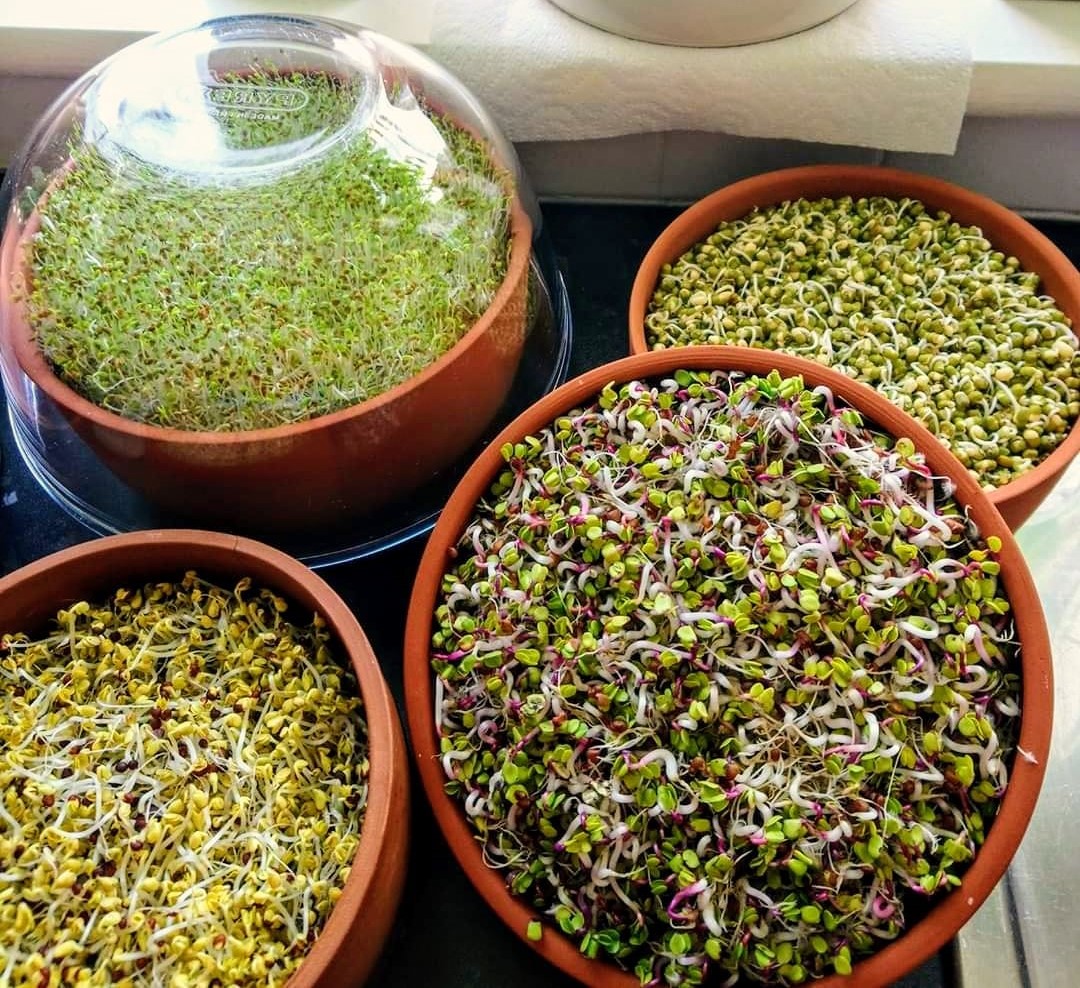 GAIA Sprouter sprouts